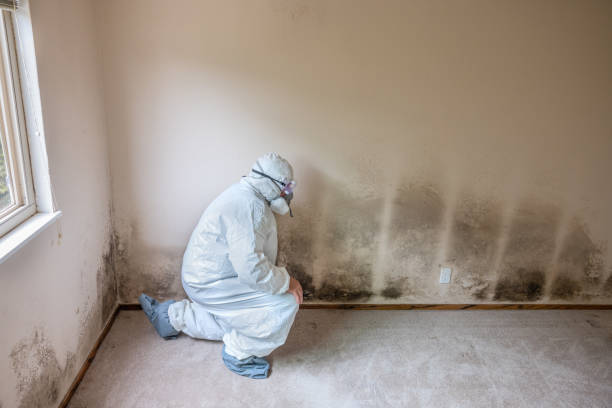 Best Asbestos and Lead Testing During Mold Inspection  in Houston, TX
