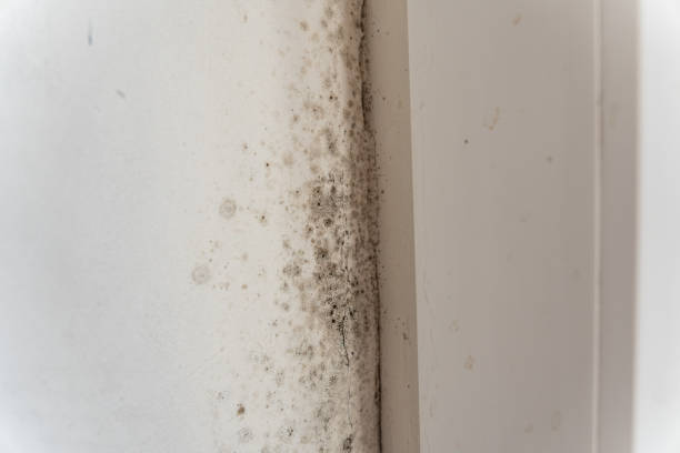 Best Comprehensive Air Testing for Mold Contaminants  in Houston, TX