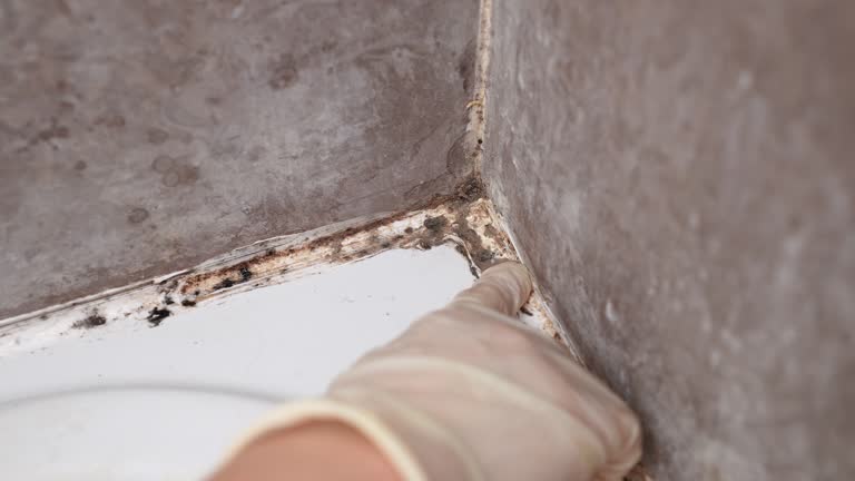 Best Airborne Mold Testing  in Houston, TX